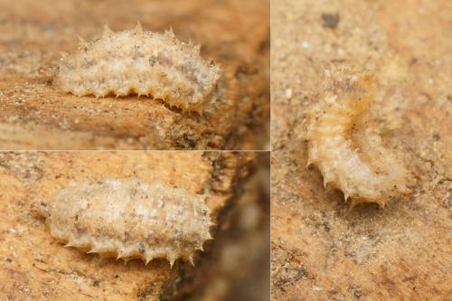 Réf. 177 231 : Paragus sp.