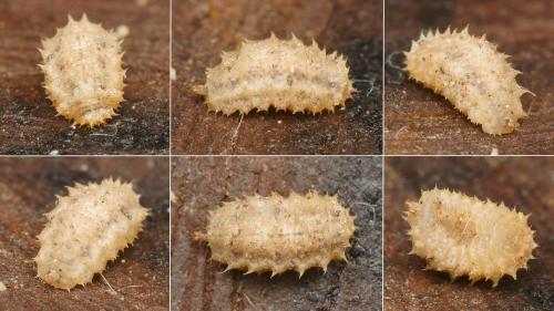 Réf. 177 232 : Paragus sp.
