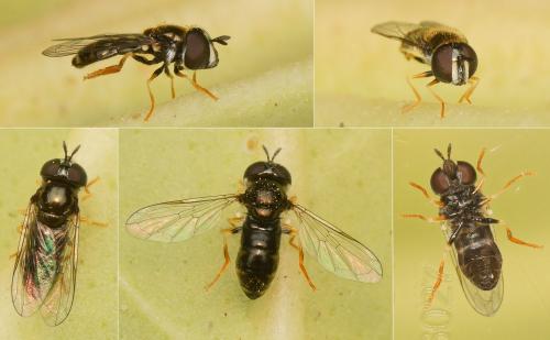 Réf. 177 233 : Paragus sp.