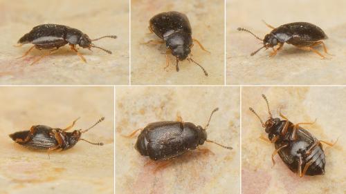 Réf. 177 319 : Proteinus sp.