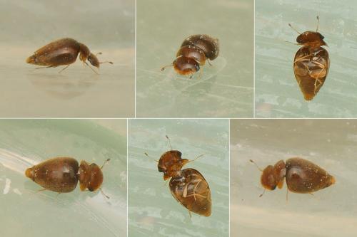Calyptomerus sp.