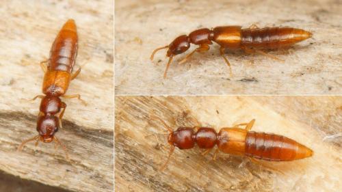Réf. 177 379 : Hypomedon debilicornis
