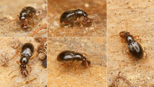 Stenichnus sp.