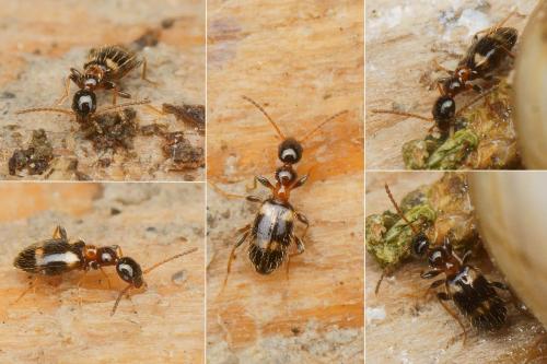 Leptaleus rodriguesi