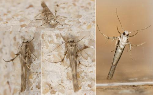 Palumbina guerinii