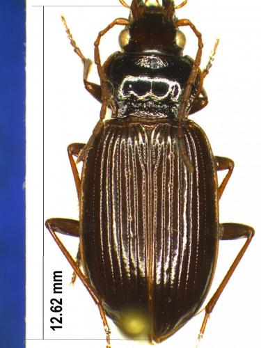 Réf. 177 284 : Nebria brevicollis