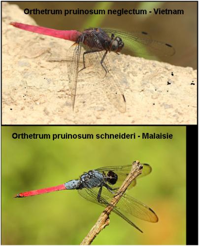 Orthetrum pruinosum