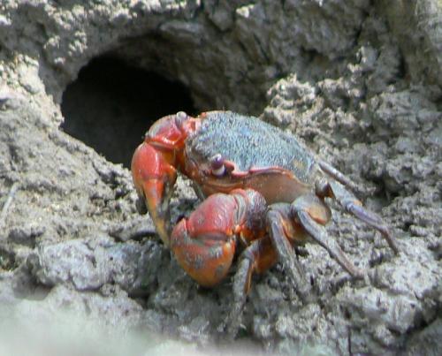 Neosarmatium meinerti