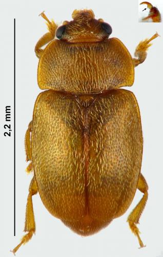 Epuraea melanocephala