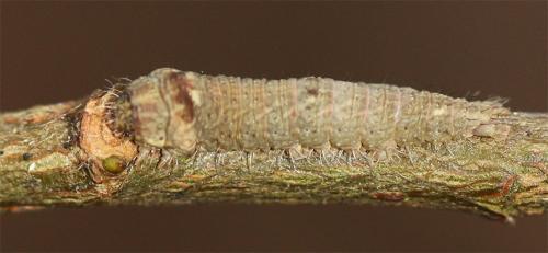 Bena bicolorana