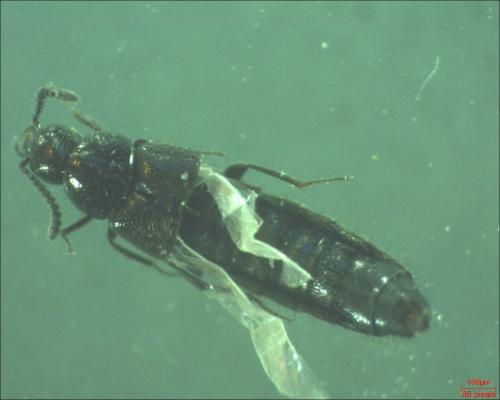 Aleochara sp.