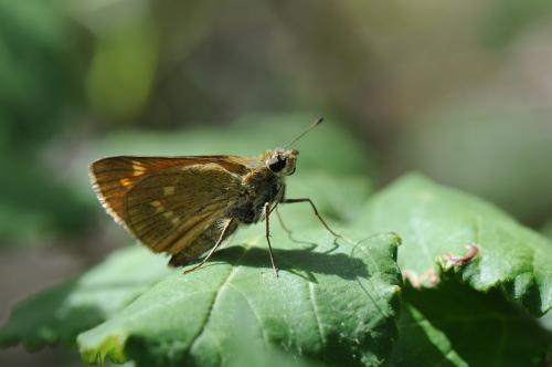 Ochlodes sylvanus