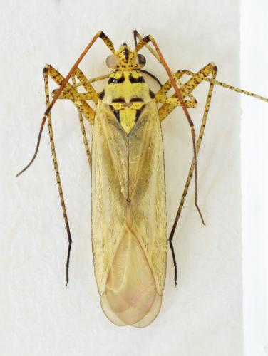 Réf. 177 411 : Oncotylus viridiflavus longipes