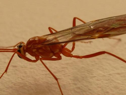 Réf. 177 019 : Ophion obscuratus