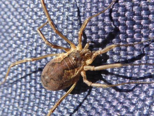 Mitopus morio