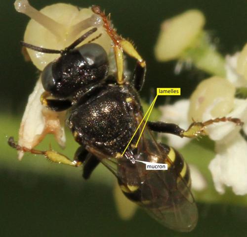 Oxybelus bipunctatus