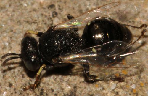 Oxybelus bipunctatus