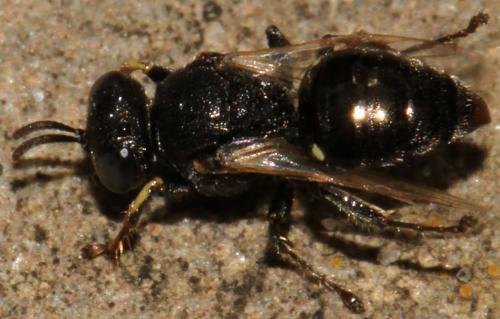Oxybelus bipunctatus