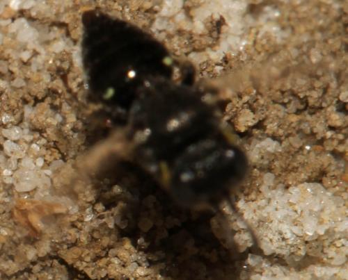 Oxybelus bipunctatus