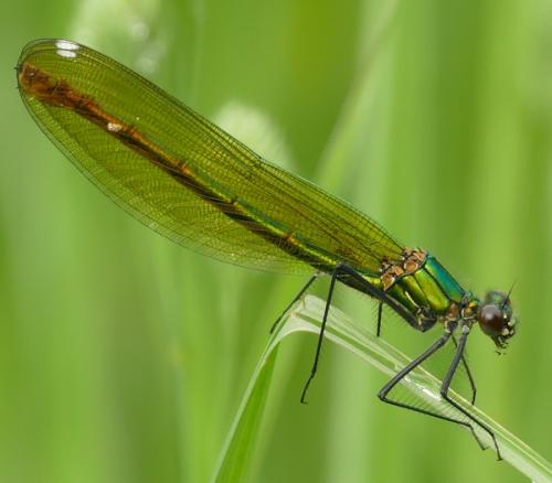 Calopteryx splendens