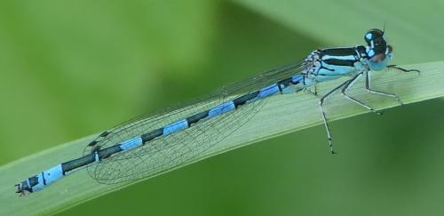 Coenagrion mercuriale