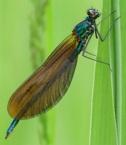 Calopteryx virgo