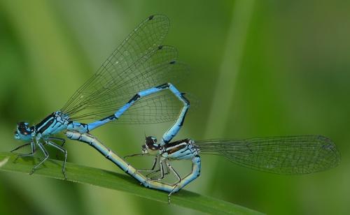 Réf. 177 383 : Coenagrion mercuriale