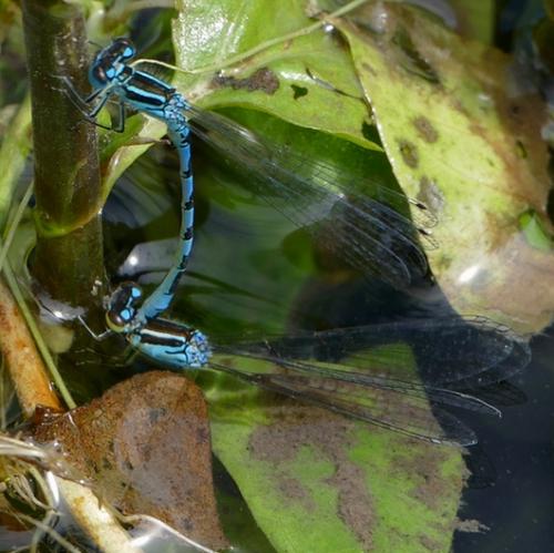Coenagrion mercuriale