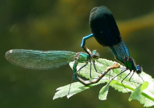 Calopteryx splendens