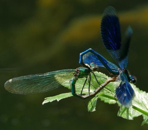 Calopteryx splendens