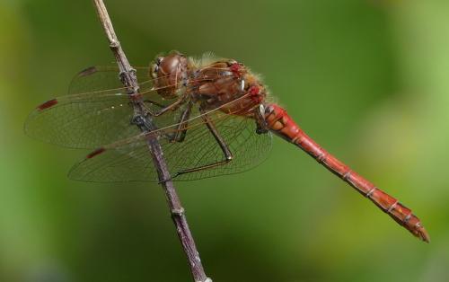 Réf. 177 016 : Sympetrum vulgatum