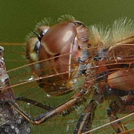 Sympetrum vulgatum