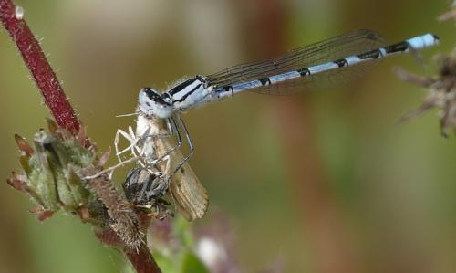 Enallagma cyathigerum
