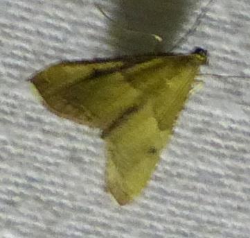 Endotricha flammealis