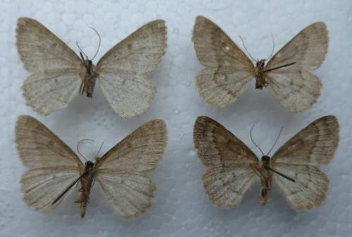 Réf. 177 522 : Charissa sp.
