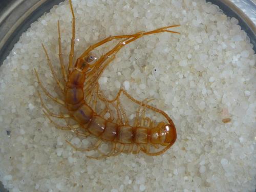 Réf. 177 508 : Eupolybothrus longicornis