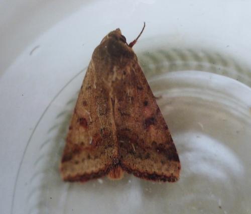Helicoverpa armigera