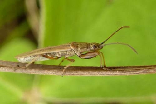 Réf. 177 230 : Paromius gracilis