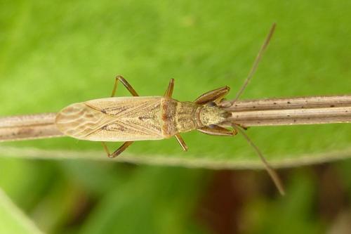 Réf. 177 228 : Paromius gracilis
