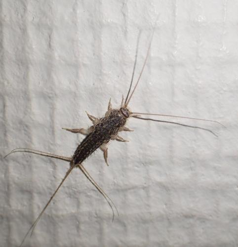 Ctenolepisma lineata