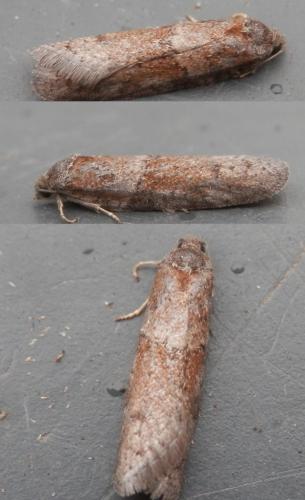 Réf. 177 550 : Tortricodes alternella
