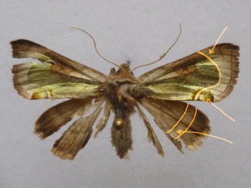 Diachrysia zosimi