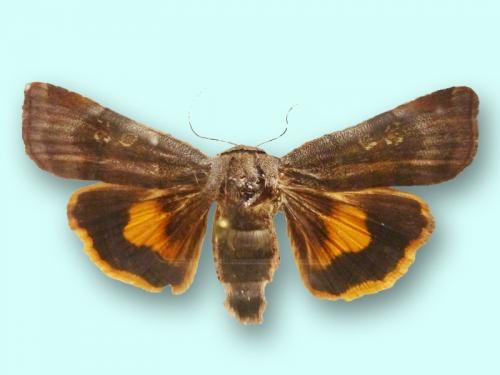 Noctua janthina
