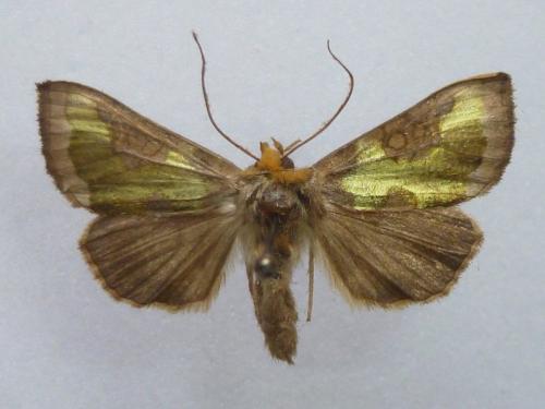 Réf. 177 270 : Diachrysia chrysitis