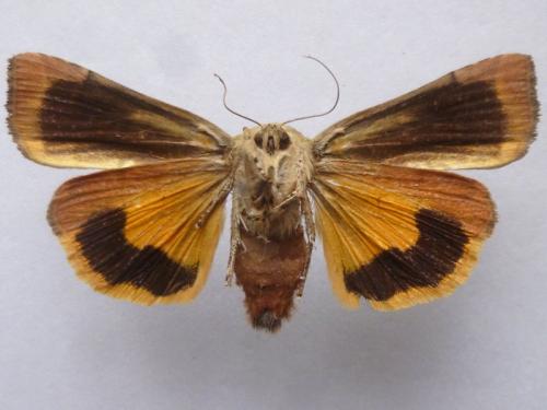 Noctua janthina