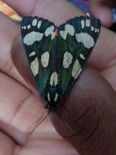 Réf. 177 698 : Callimorpha dominula