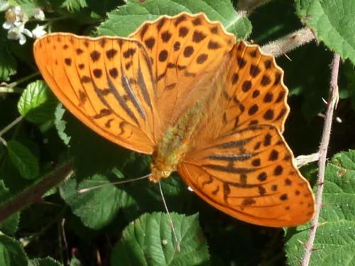 Réf. 177 701 : Argynnis paphia