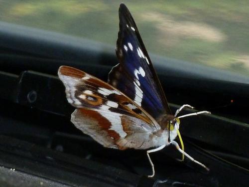 Apatura iris