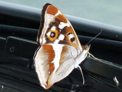 Apatura iris