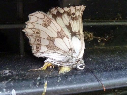 Melanargia galathea